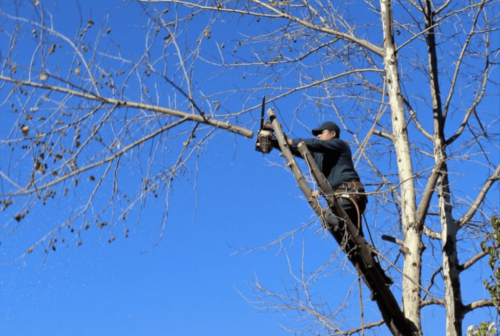 Everything You Need to Know About Tree Trimming and Pruning