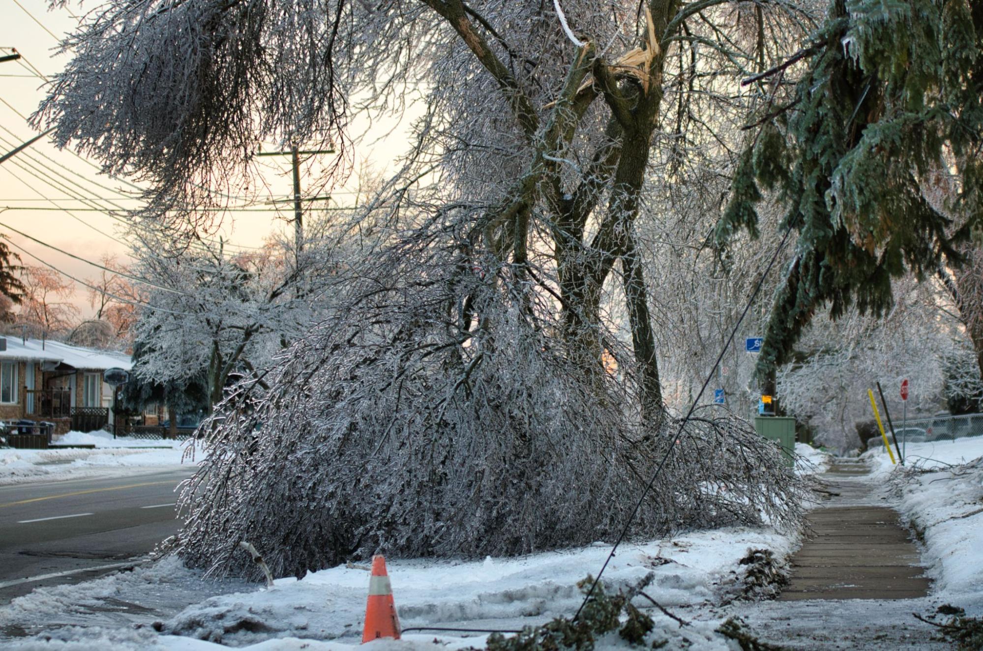 How Ice Storms Affect Your Trees Red's Tree Service