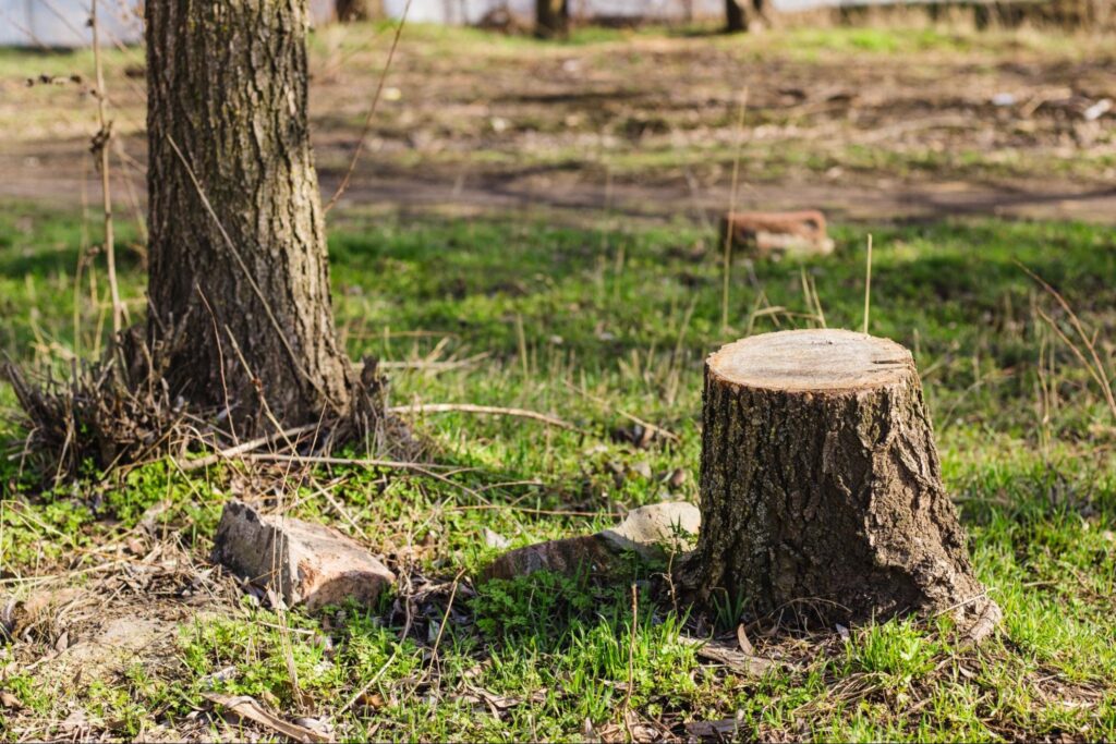 The Benefits of Removing Tree Stumps Before Winter
