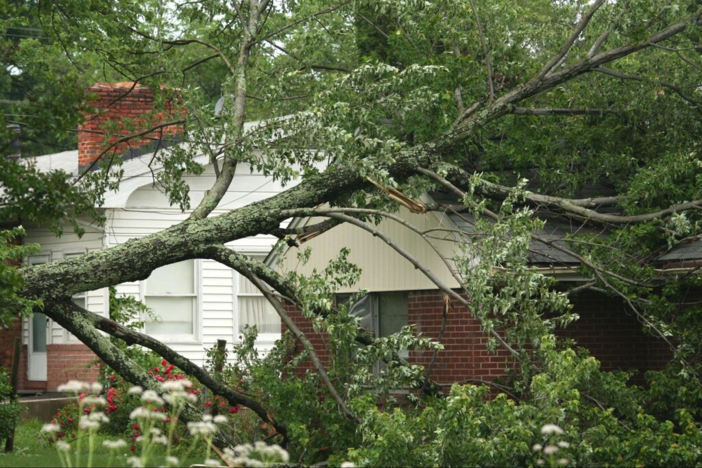 Large tree limb that fell onto the roof of a house during a storm. Red’s Tree Service removes trees at risk of falling on homes