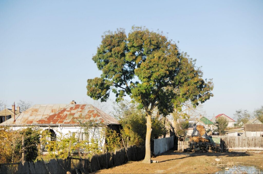 Tall tree with a thinning, uneven canopy next to a home, a warning sign Red’s Tree Service looks for when deciding whether to remove a tree