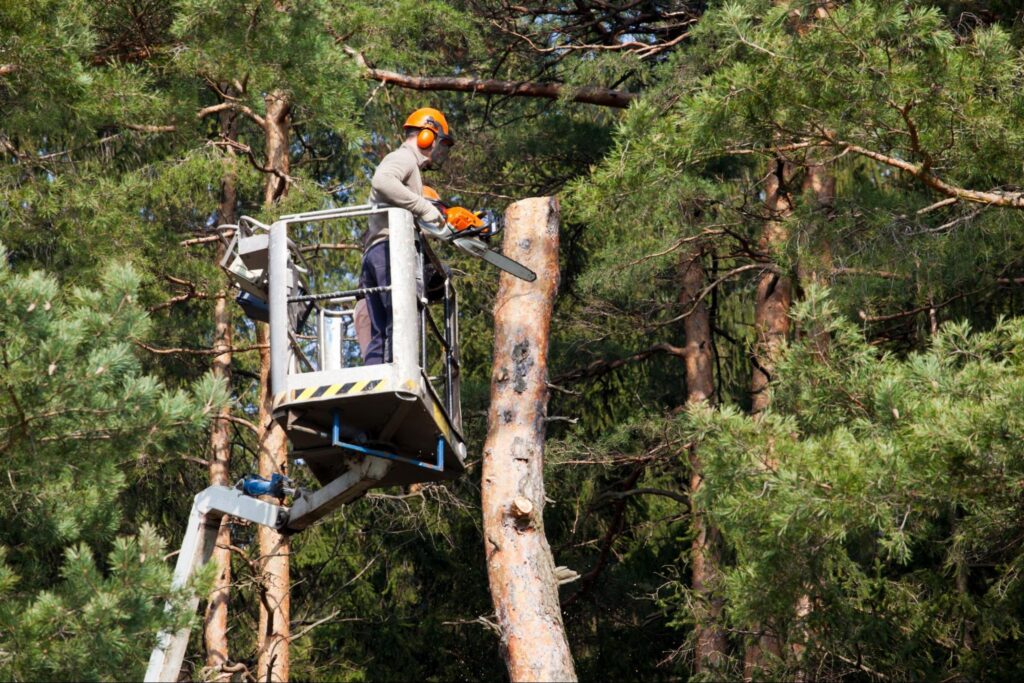 Red’s Tree Service arborist in a hard hat and safety gear using a chainsaw from a bucket lift to cut down a tall tree in sections in Memphis
