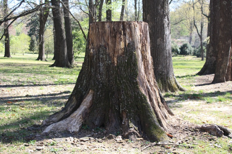 Memphis Tree Stump Removal