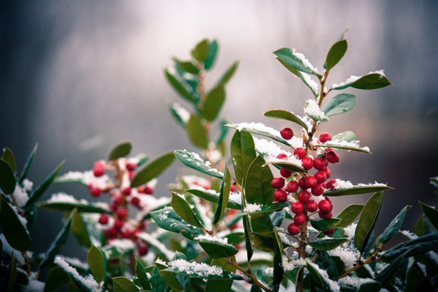 Holly berries in the snow