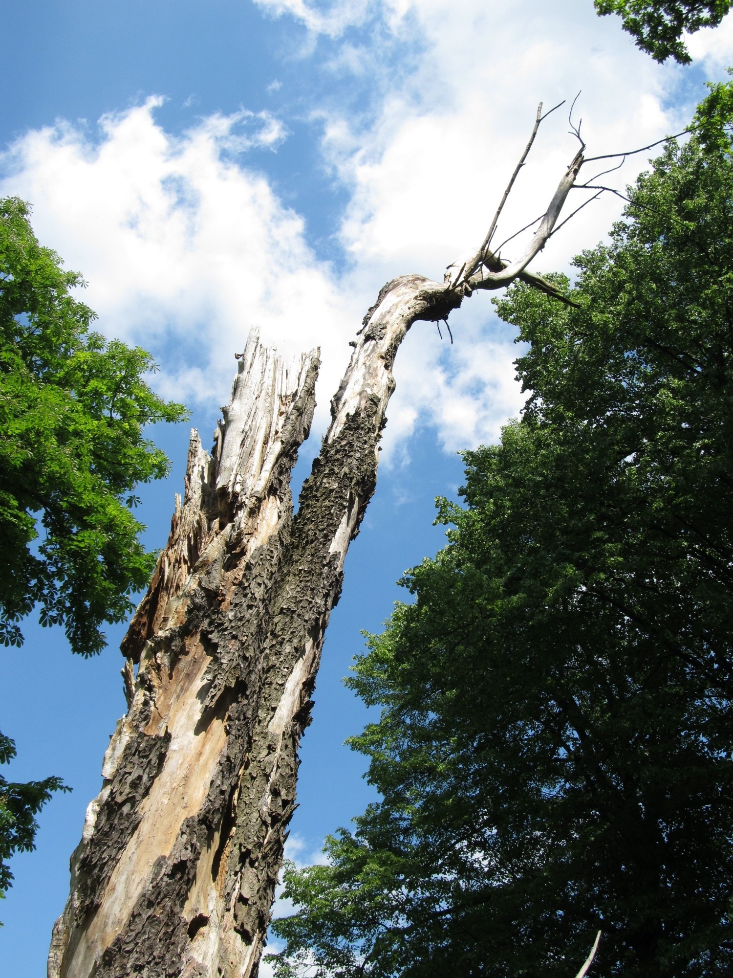 Signs of a Dying Tree | Memphis Tree Service | Red’s Tree Service