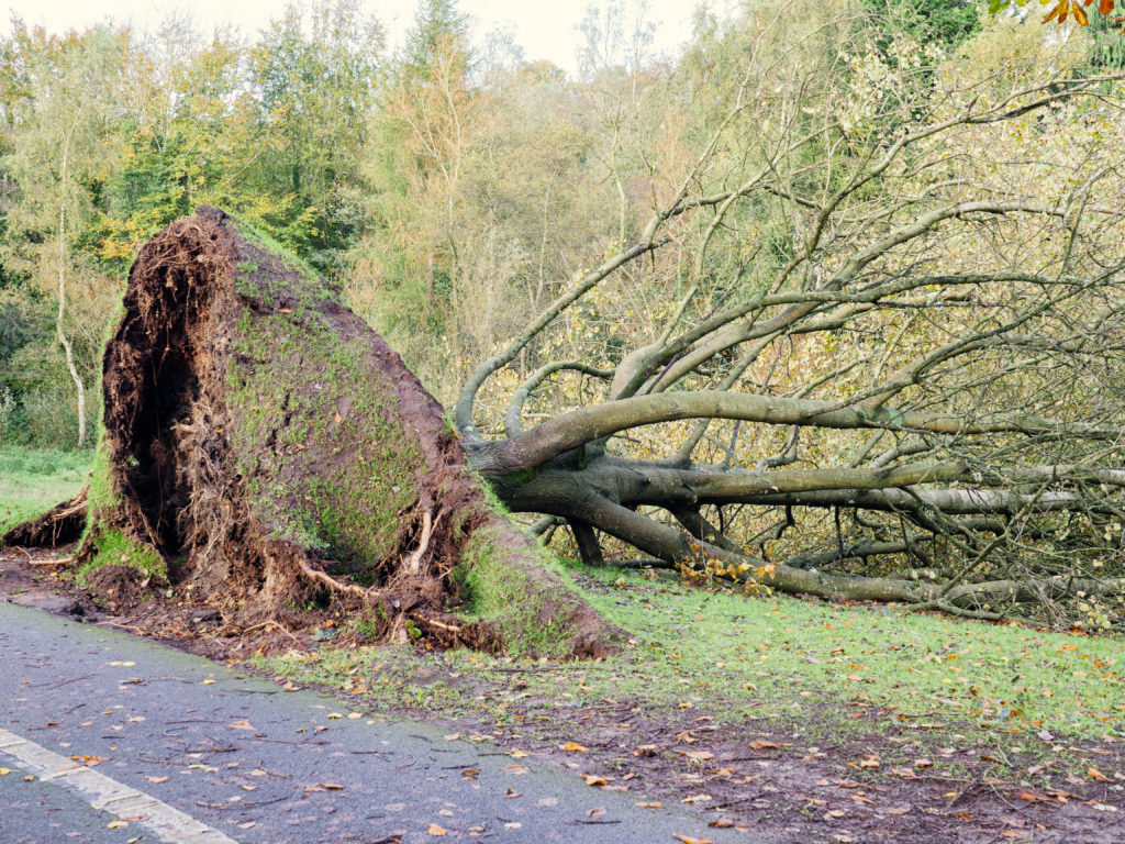 large tree damaging the road