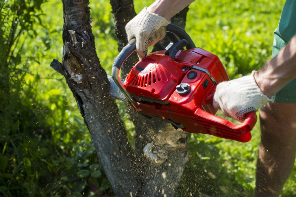 A man with a chainsaw is sawing a tree on a plot 
