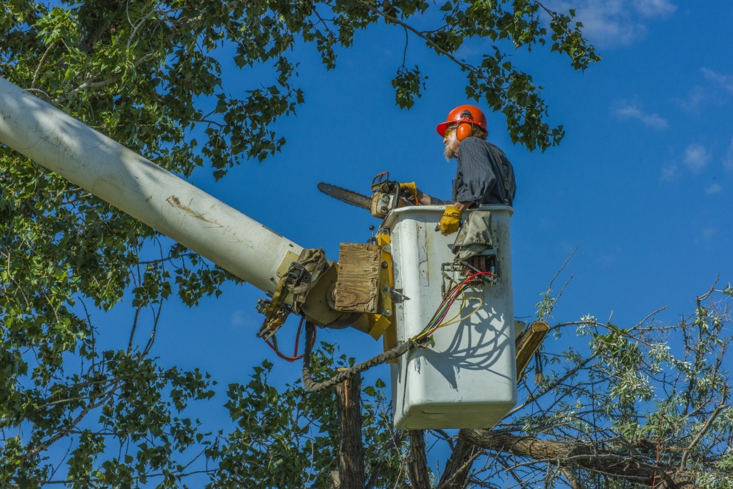 Commercial Tree Service in Memphis