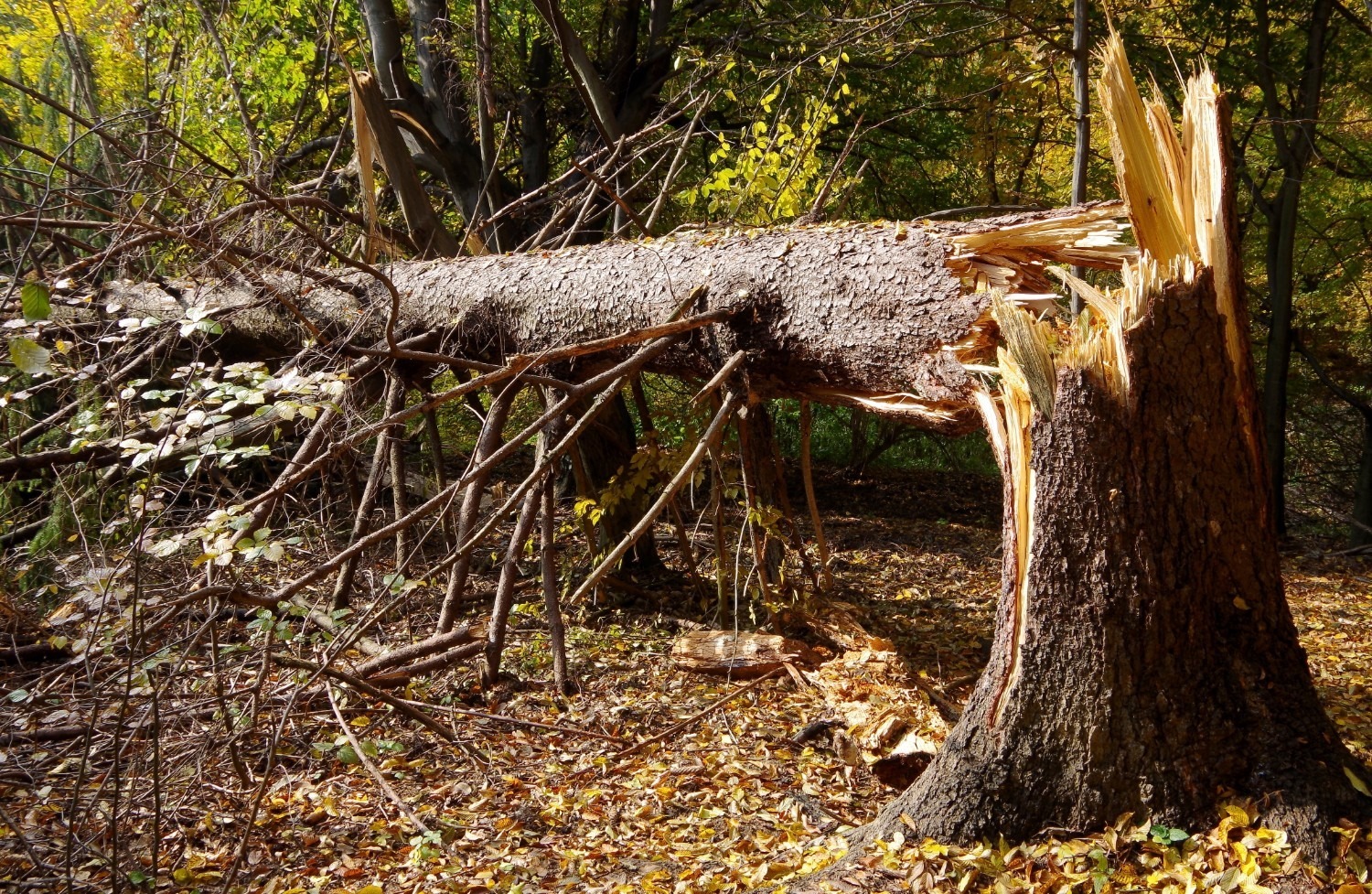 Dead Tree Removal in Memphis, TN Red's Tree Service