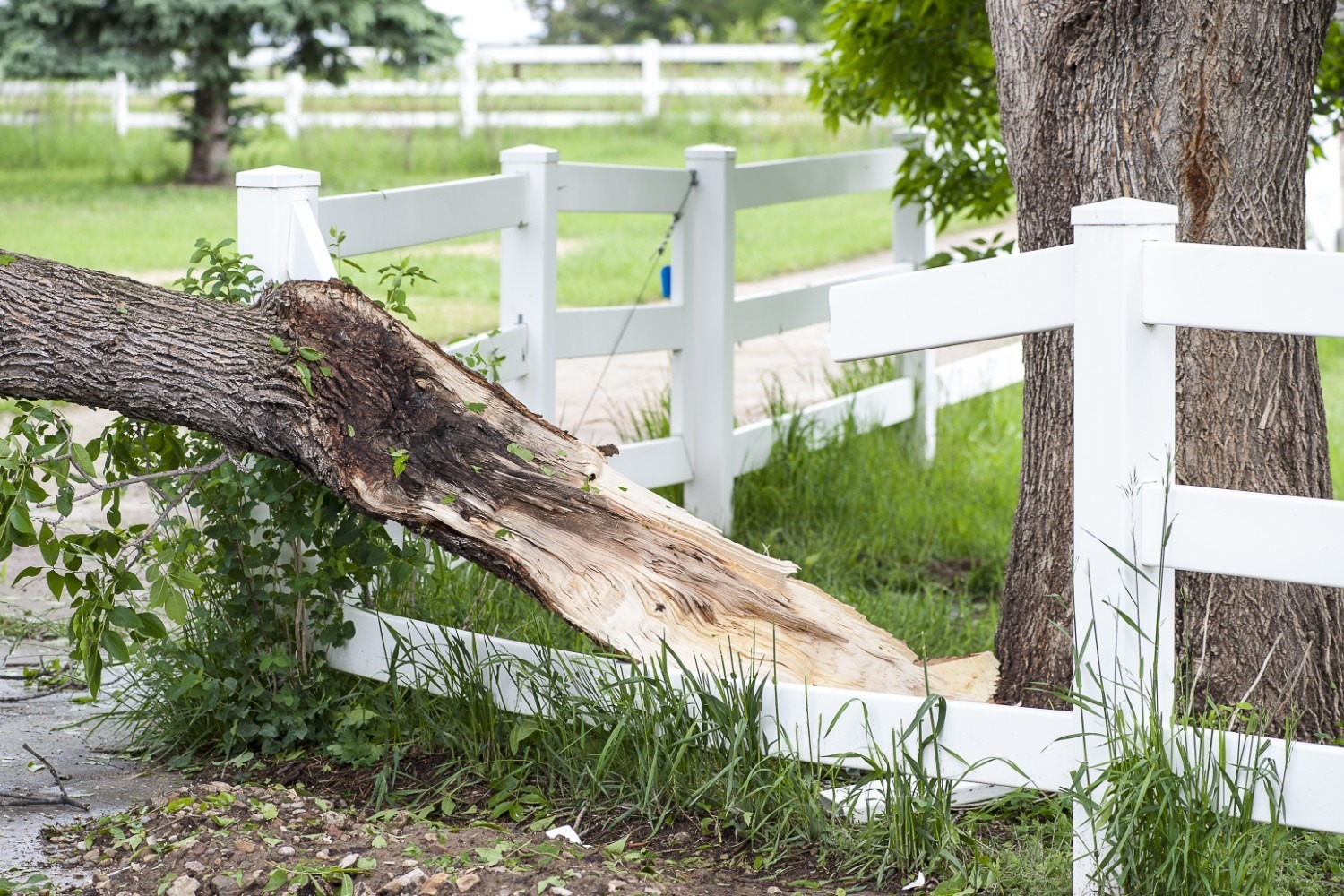 Tree damaging a fence