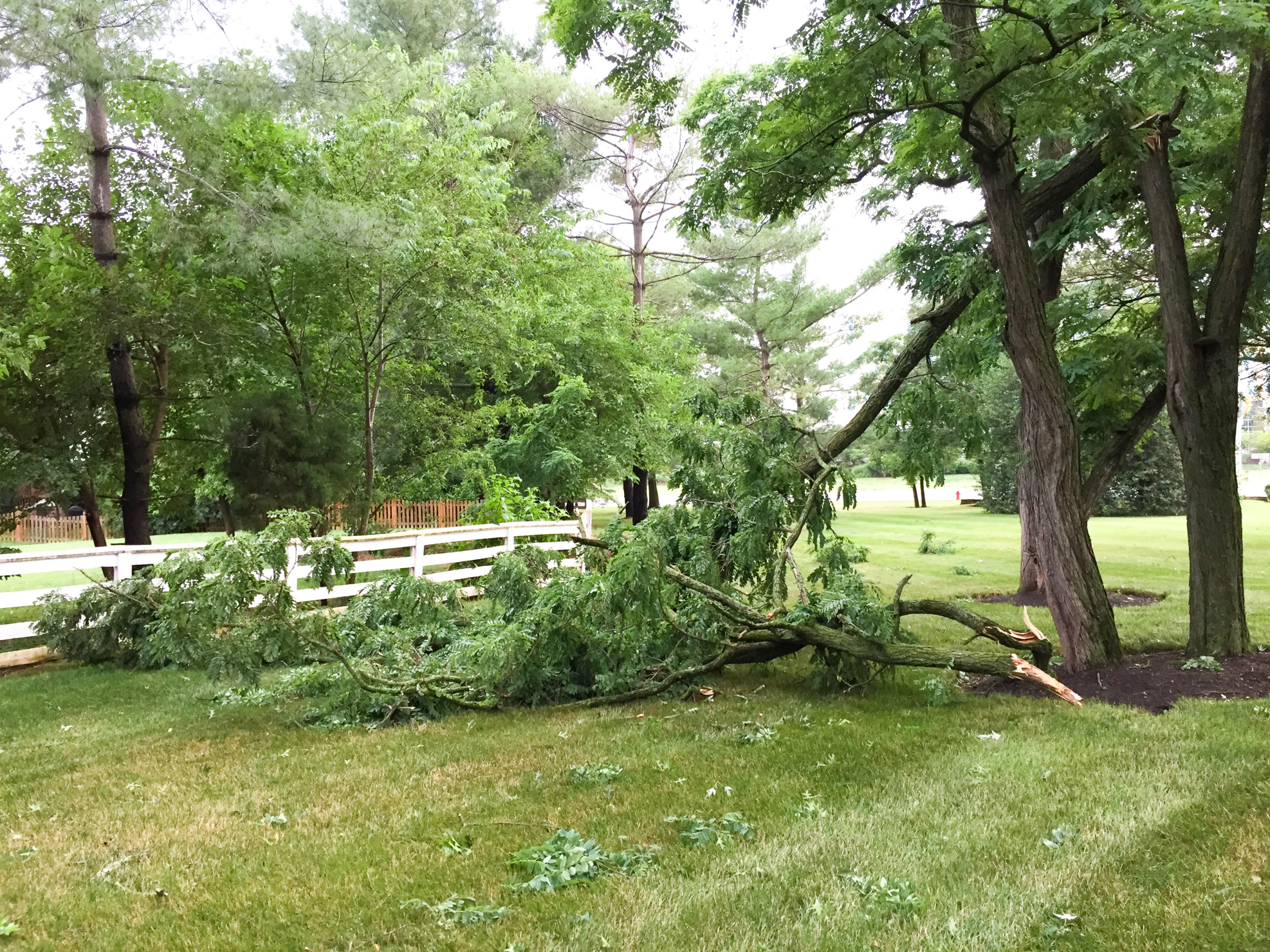 Memphis Emergency Tree Care