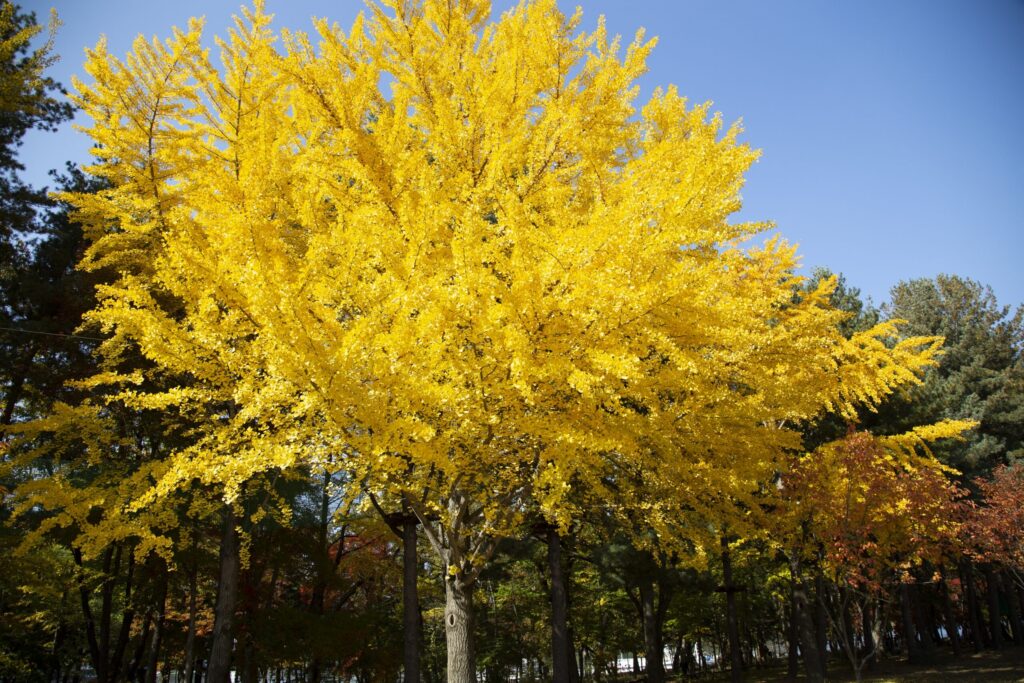 10 Leaf-Raking Tips No One Ever Taught You