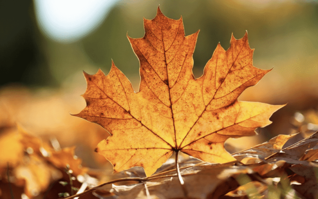 10 Leaf-Raking Tips No One Ever Taught You