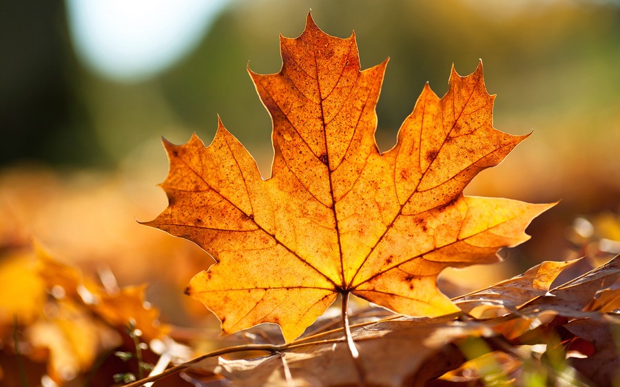 10 Leaf-raking tips no one ever told you