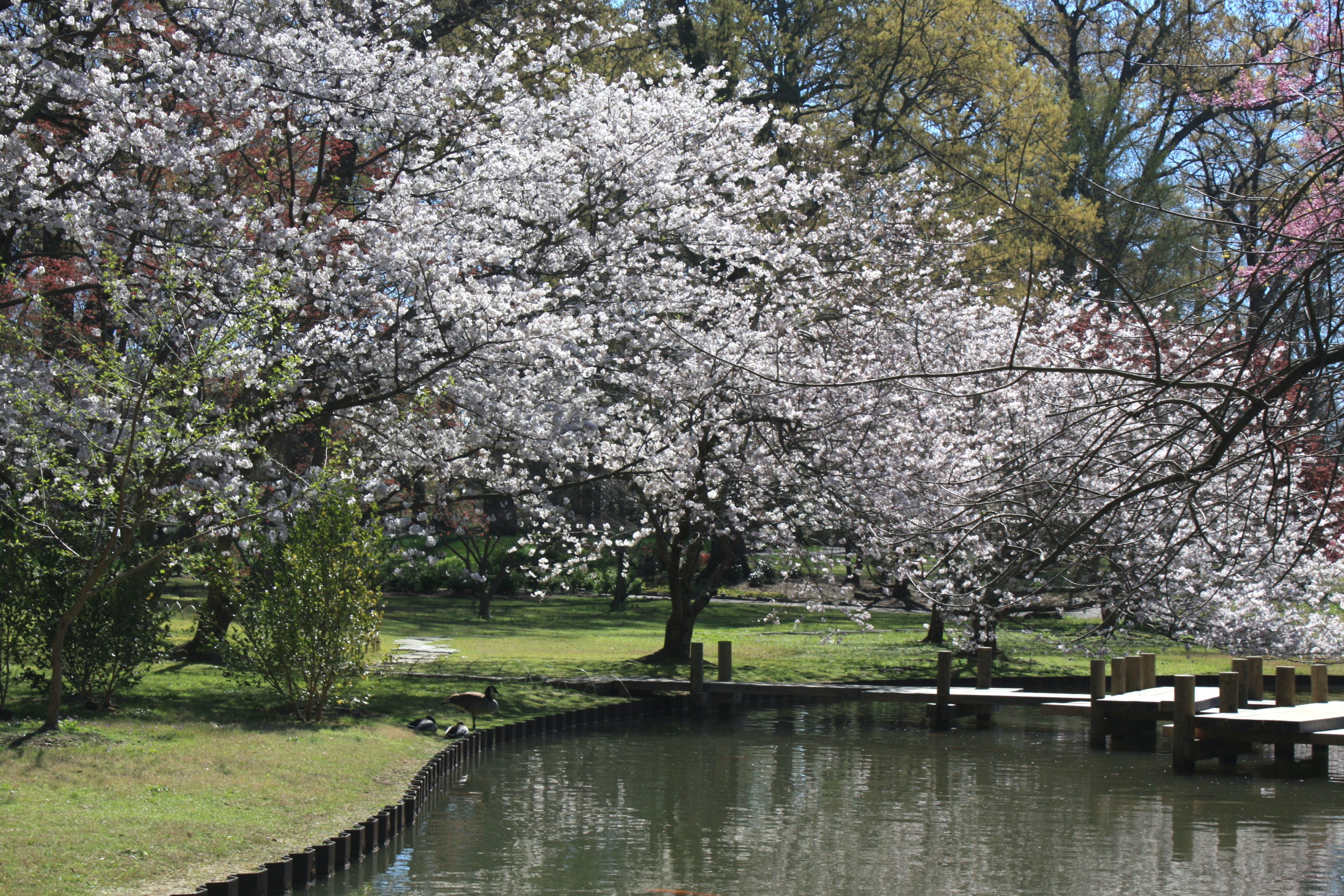 When is The Best Time to Plant New Trees in the Mid-South?