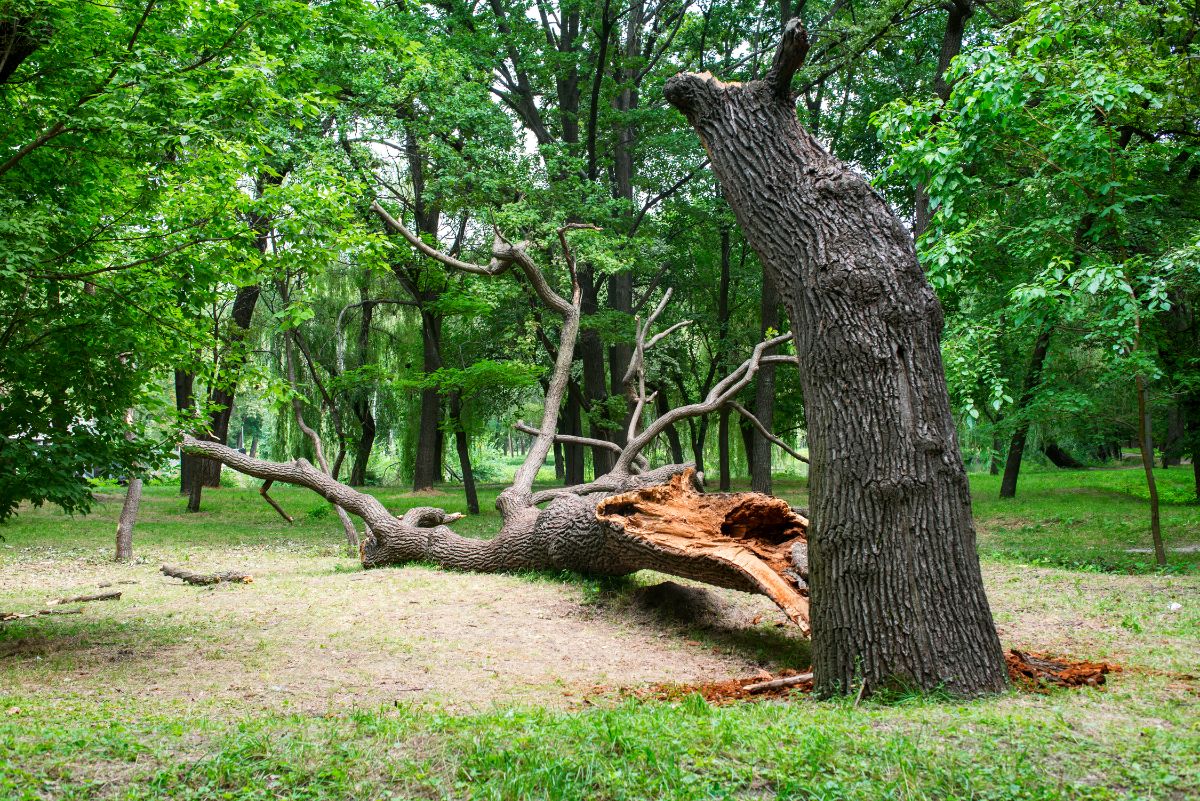 When to Call for Emergency Tree Trimming or Removal