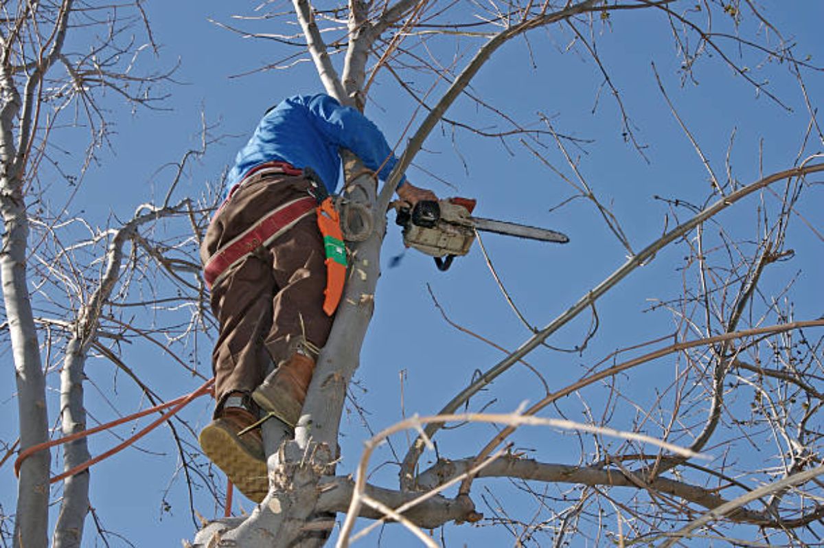 What's Included In a Commercial Tree Service