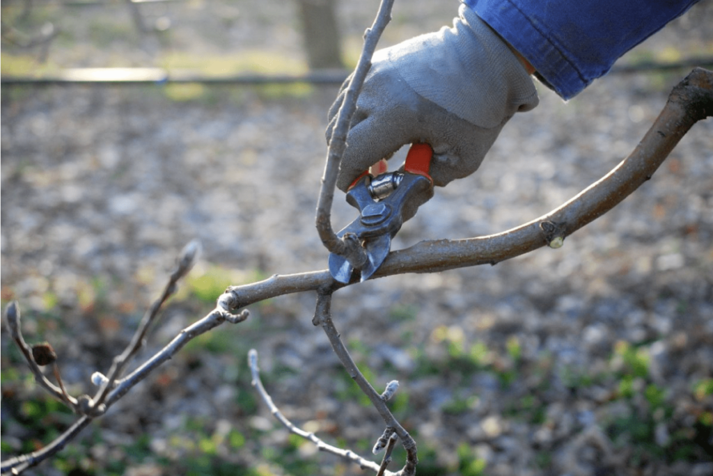 Everything You Need to Know About Tree Trimming and Pruning