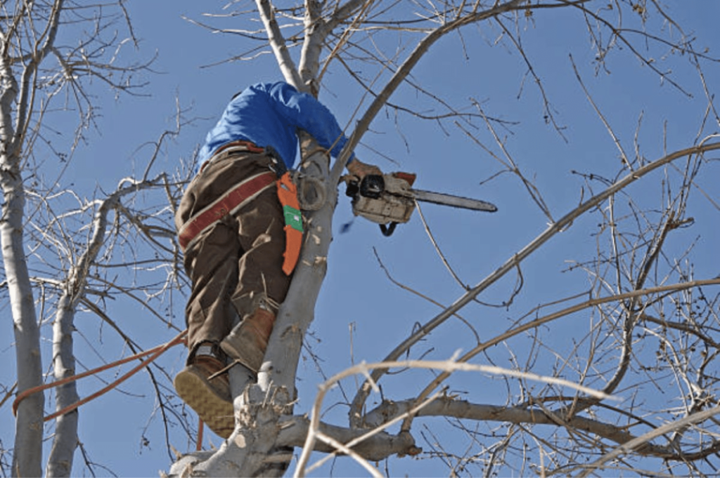 What’s The Best Time of Year to Trim a Tree?