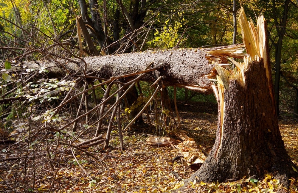 Top Wood Boring Insects That Will Harm Your Trees