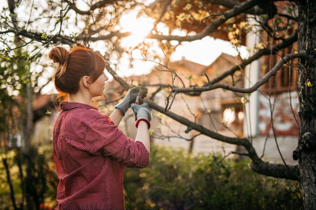 Top Wood Boring Insects That Will Harm Your Trees