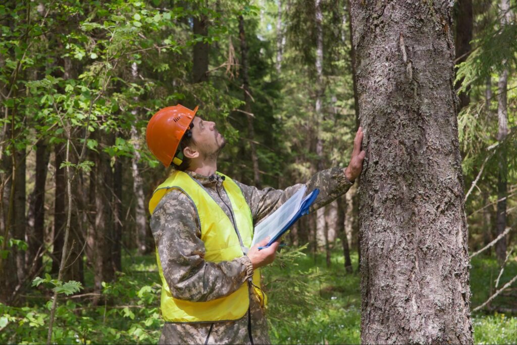 Top Wood Boring Insects That Will Harm Your Trees
