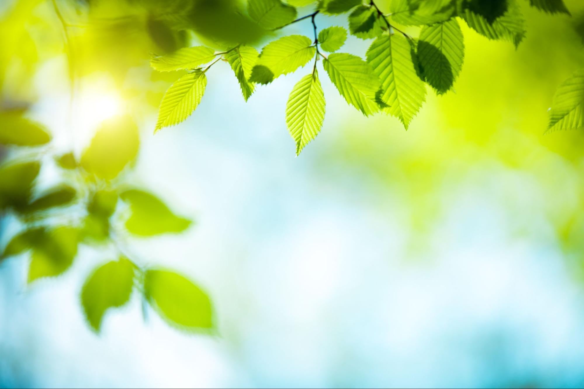 which-trees-are-best-to-plant-in-the-summer-red-s-tree-service