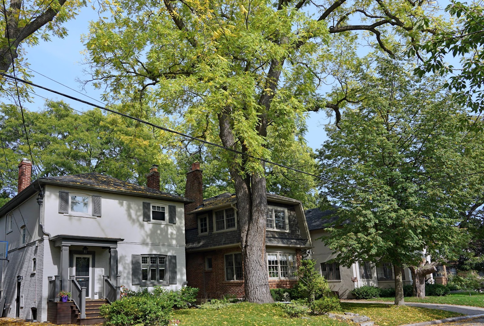 Red's Trees Service is sharing some information with you about how frequent tree maintenance can prevent an emergency!
