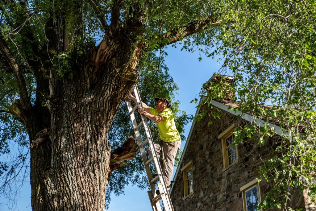 Red's Trees Service is sharing some information with you about how frequent tree maintenance can prevent an emergency!