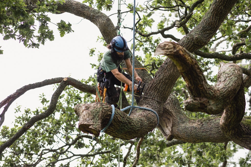 What To Expect If You Have To Remove a Tree