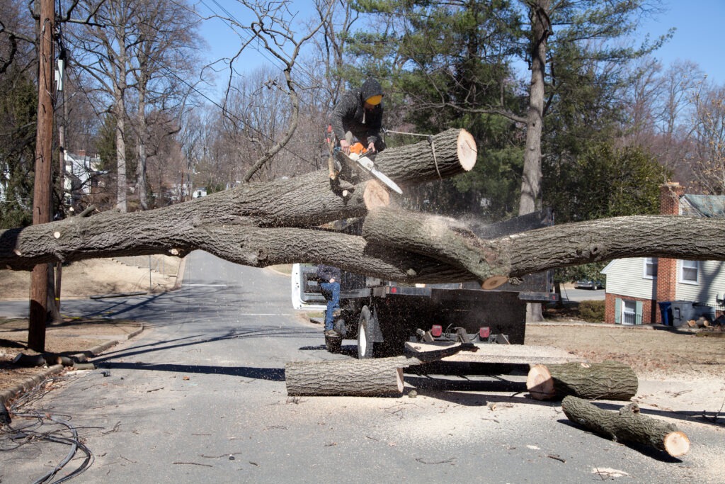 What To Expect If You Have To Remove a Tree