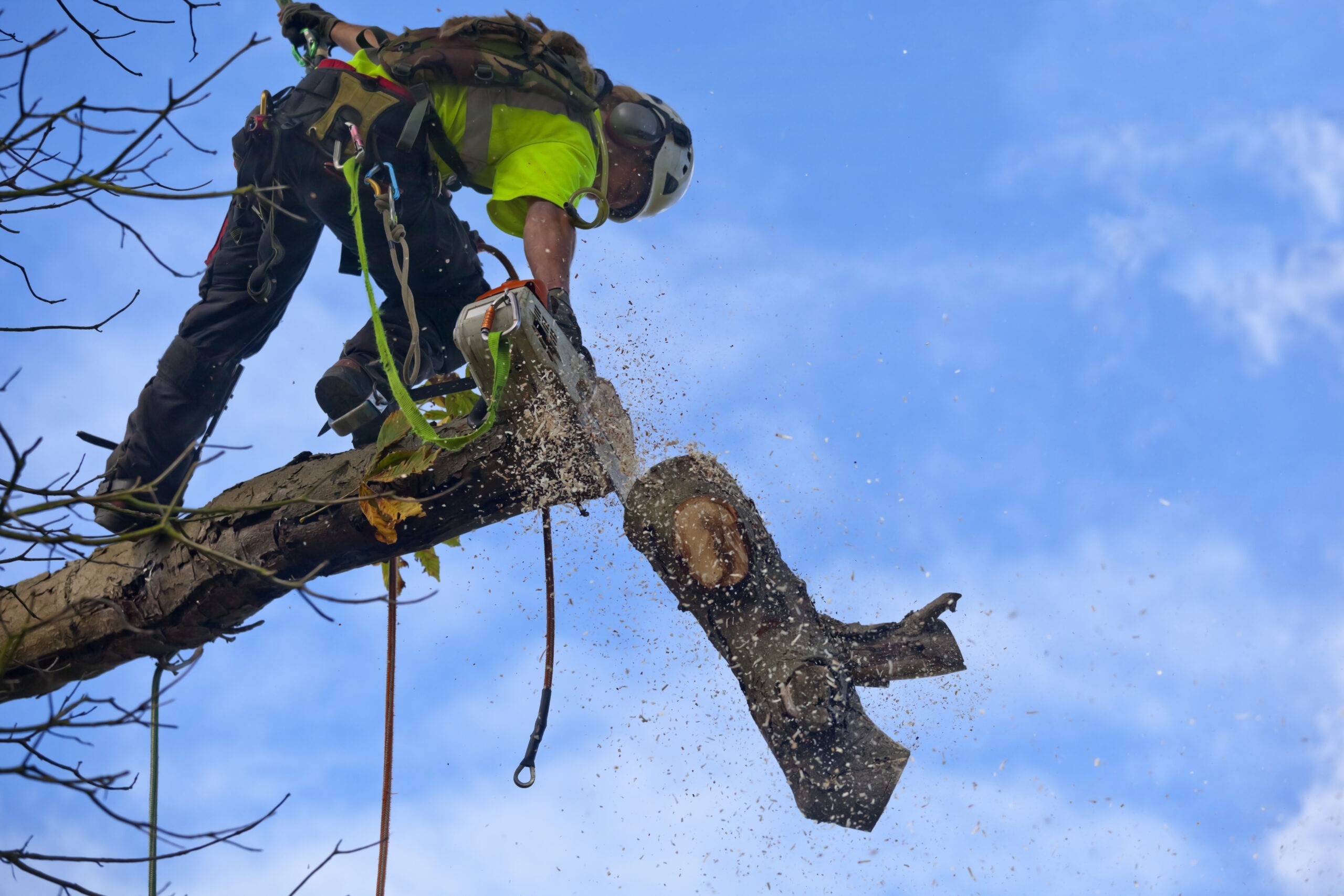 What To Expect If You Have To Remove a Tree