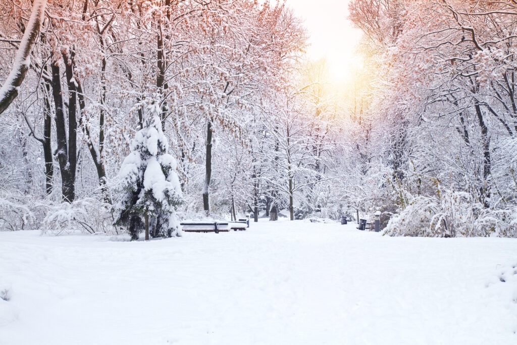 What Are the Most Common Tree Hazards in the Winter?