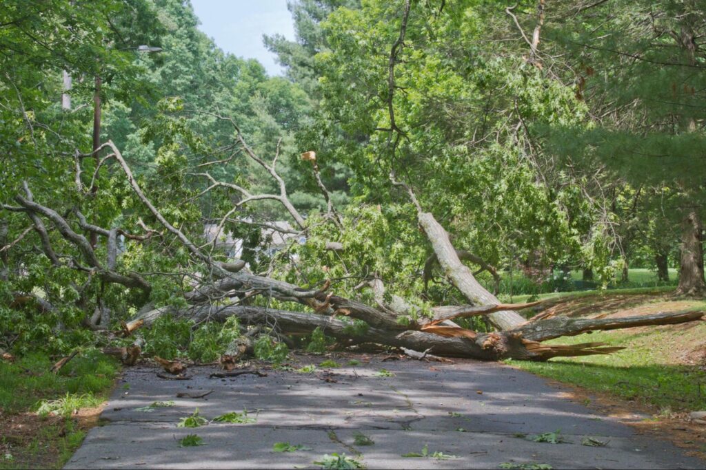 How Do I Handle Emergency Tree Situations?