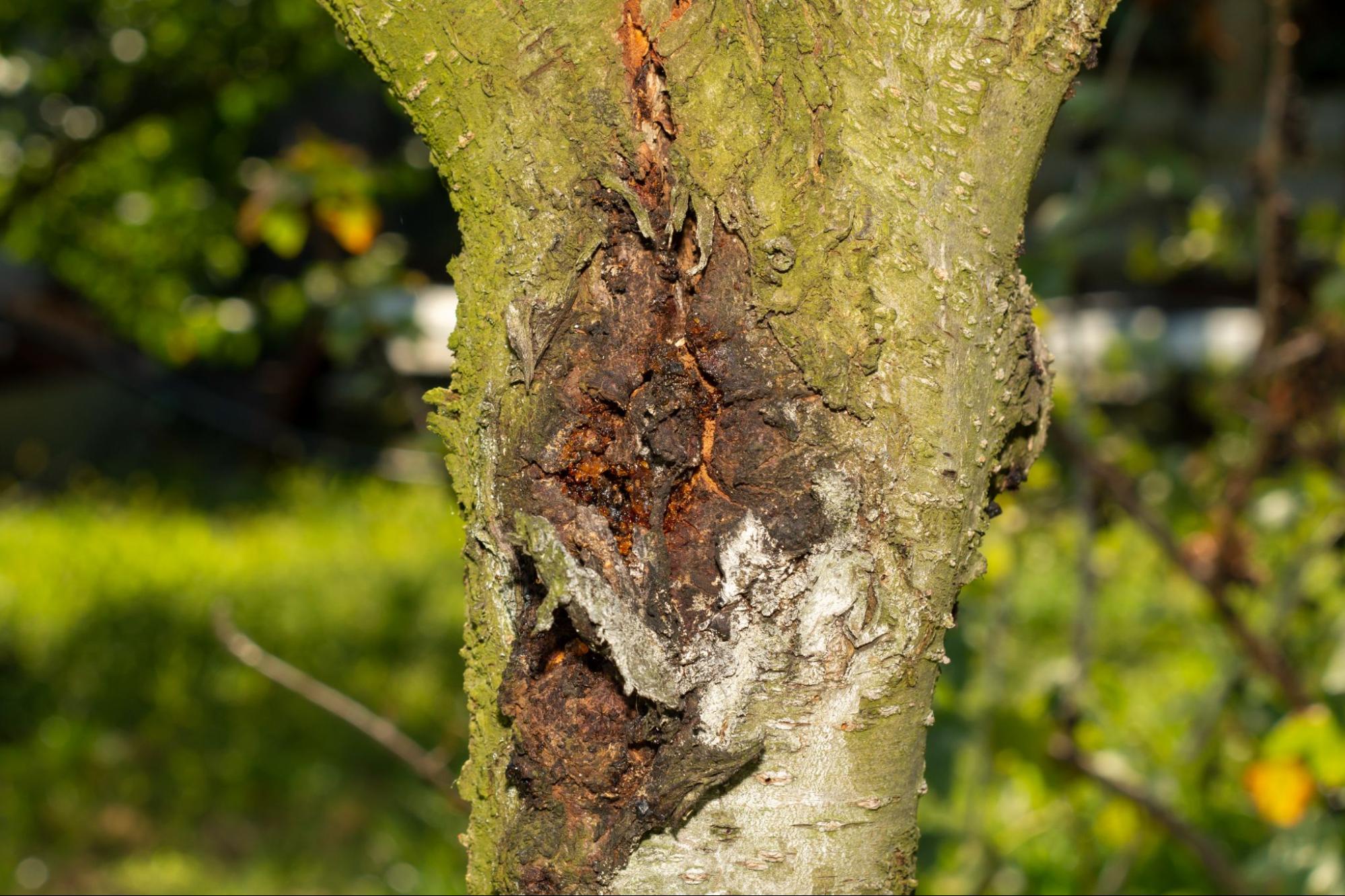 How to Recognize and Treat Common Tree Diseases and Pests