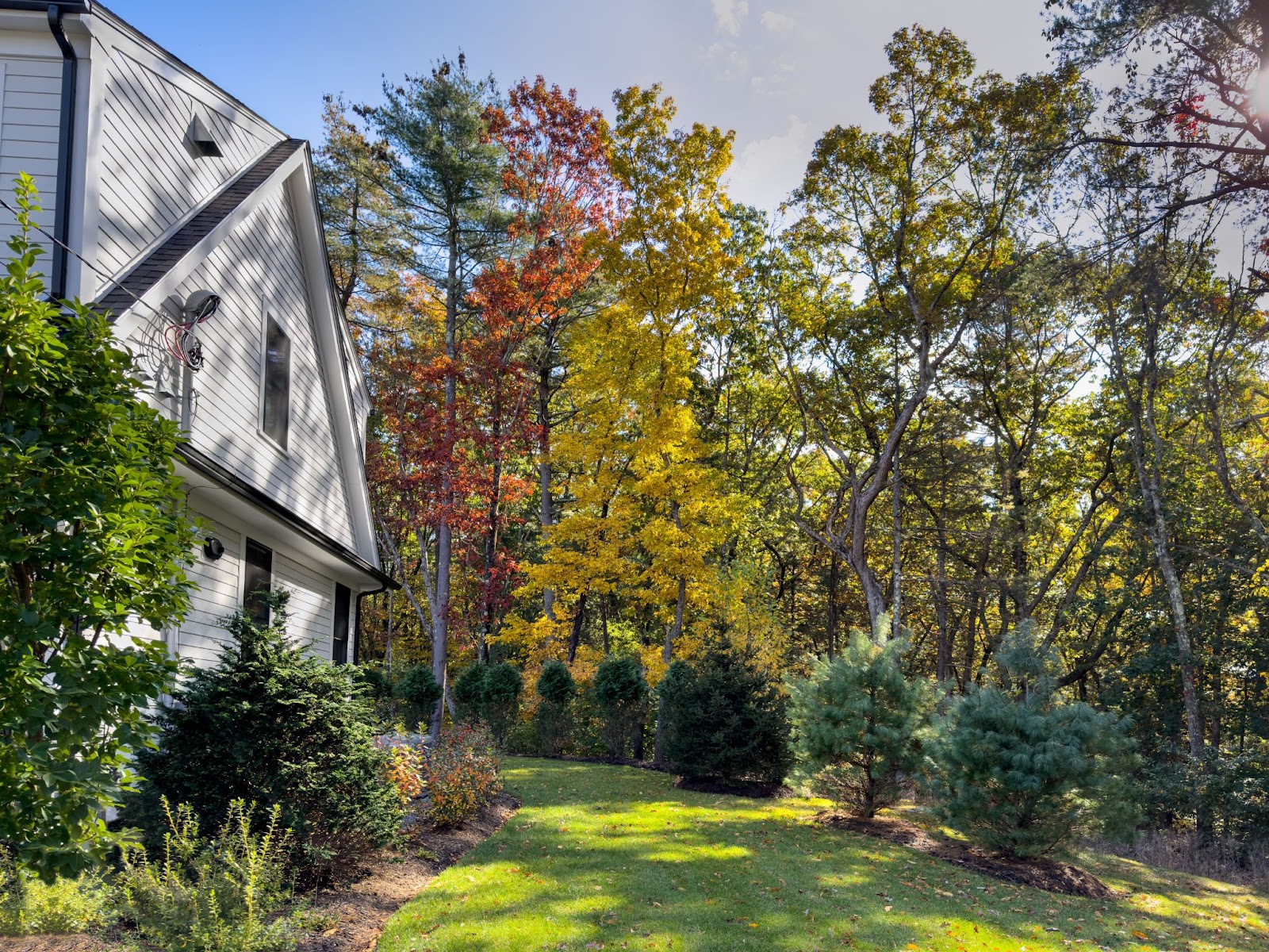 Why Is It Important to Have Regular Tree Inspections? | Red's Tree Service