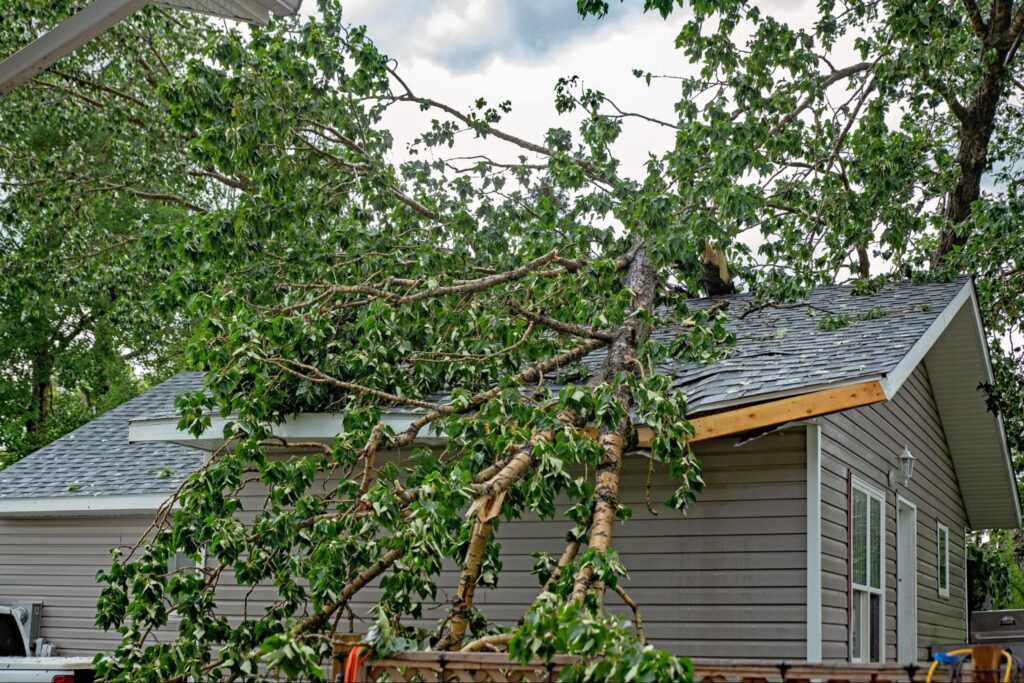 Storm-Proofing Your Trees: Preparing for Memphis’s Spring Weather