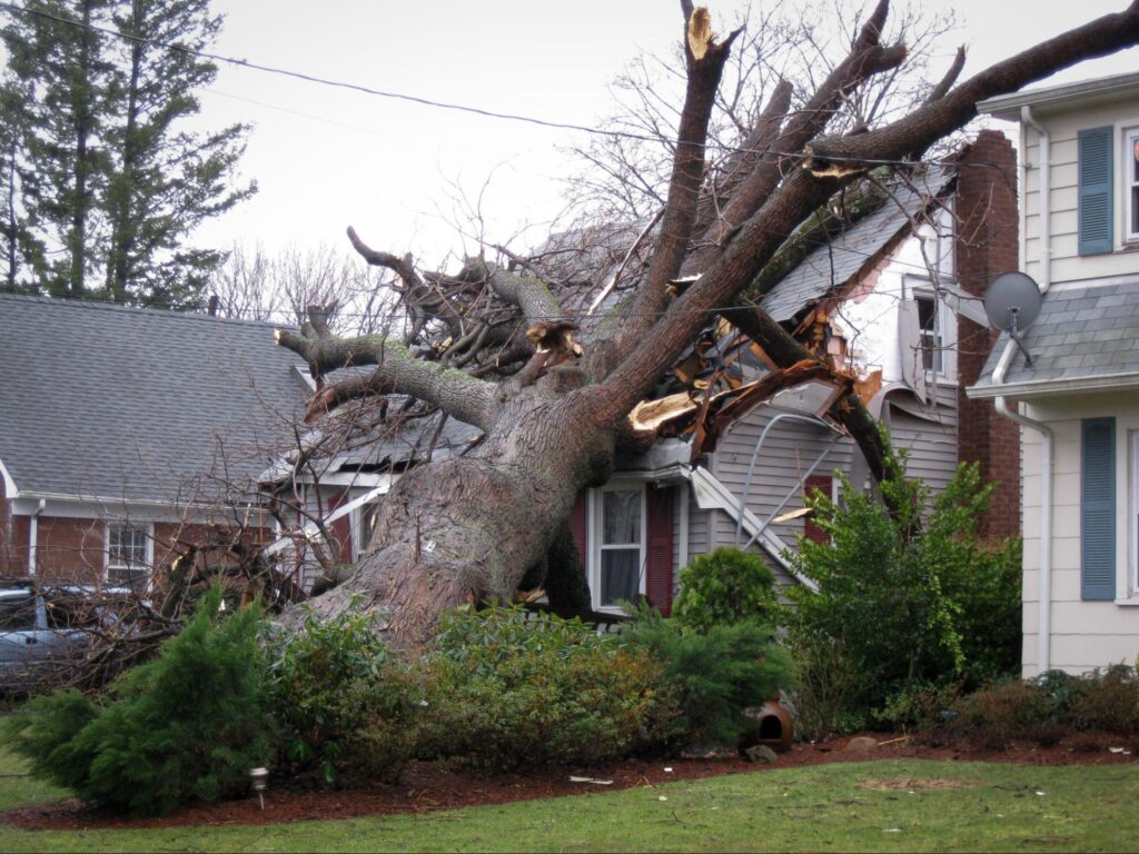Storm-Proofing Your Trees: Preparing for Memphis’s Spring Weather