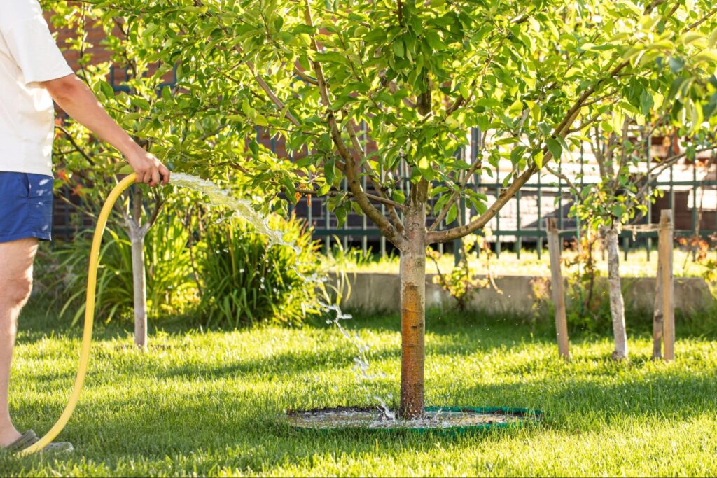 Tree Fertilization 101: Boosting Growth and Health This Spring
