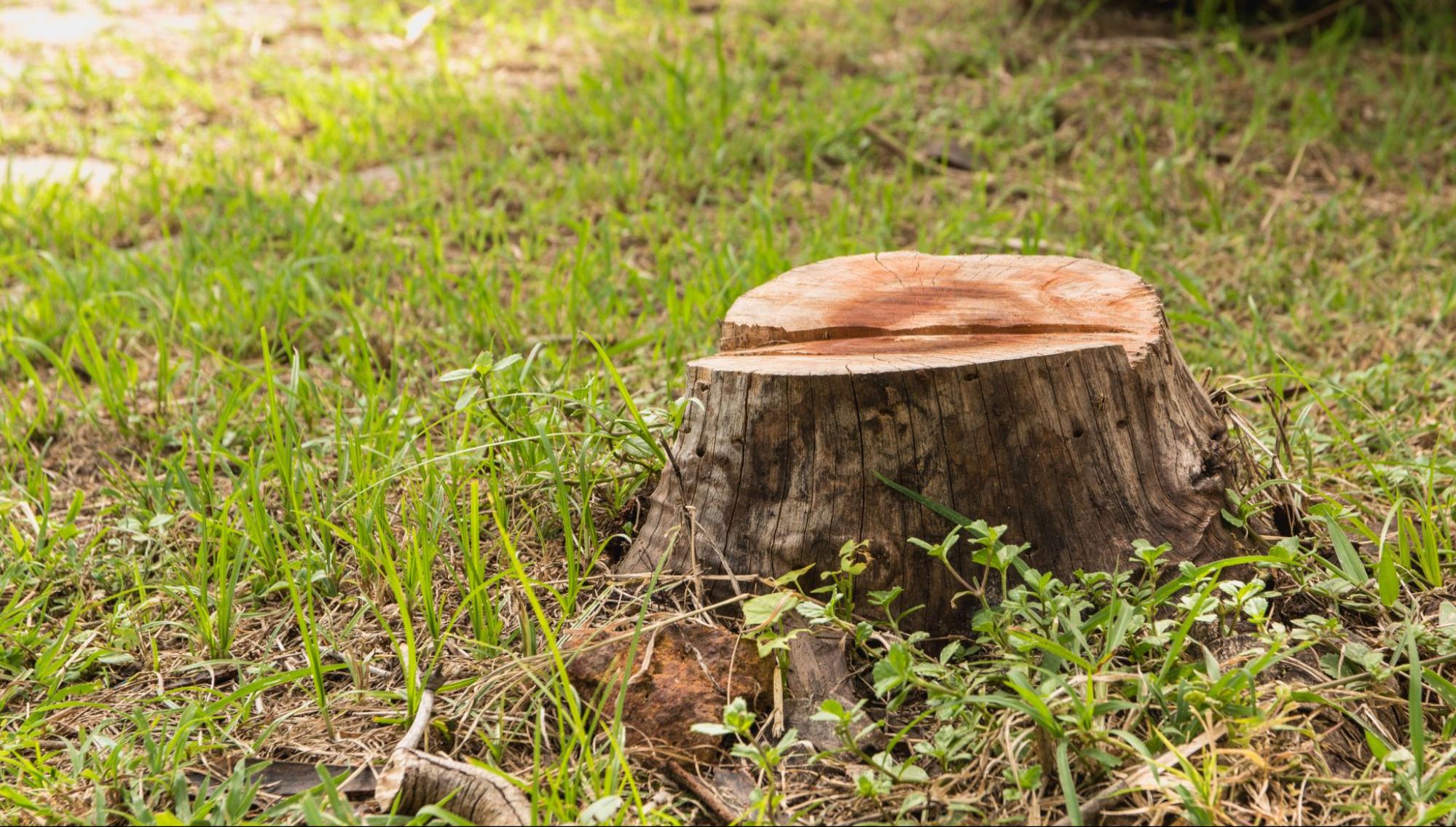 Memphis Tree Stump Removal
