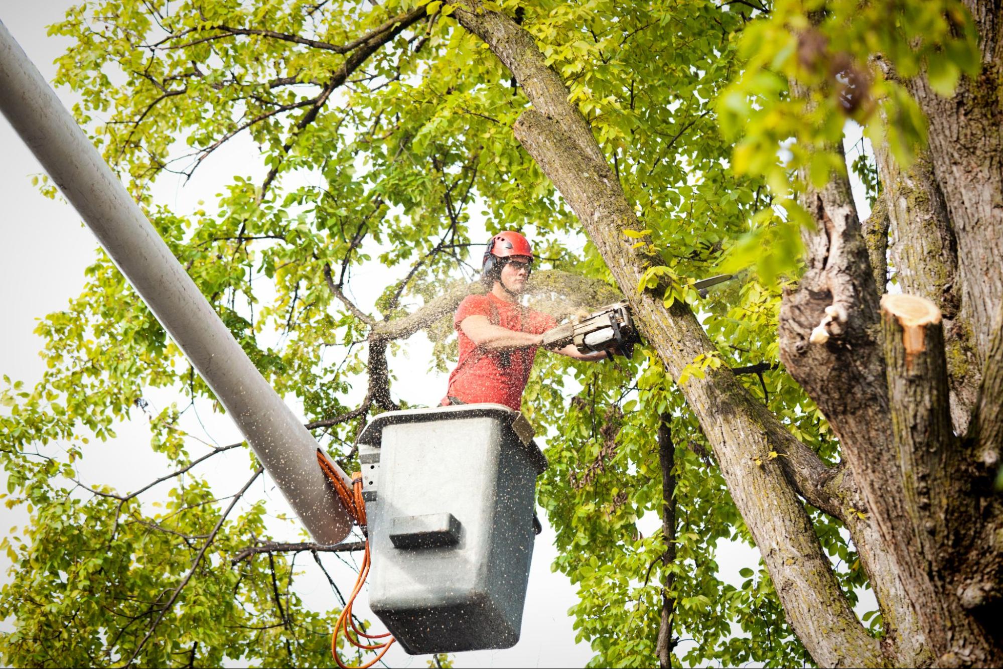 Memphis Tree Stump Removal