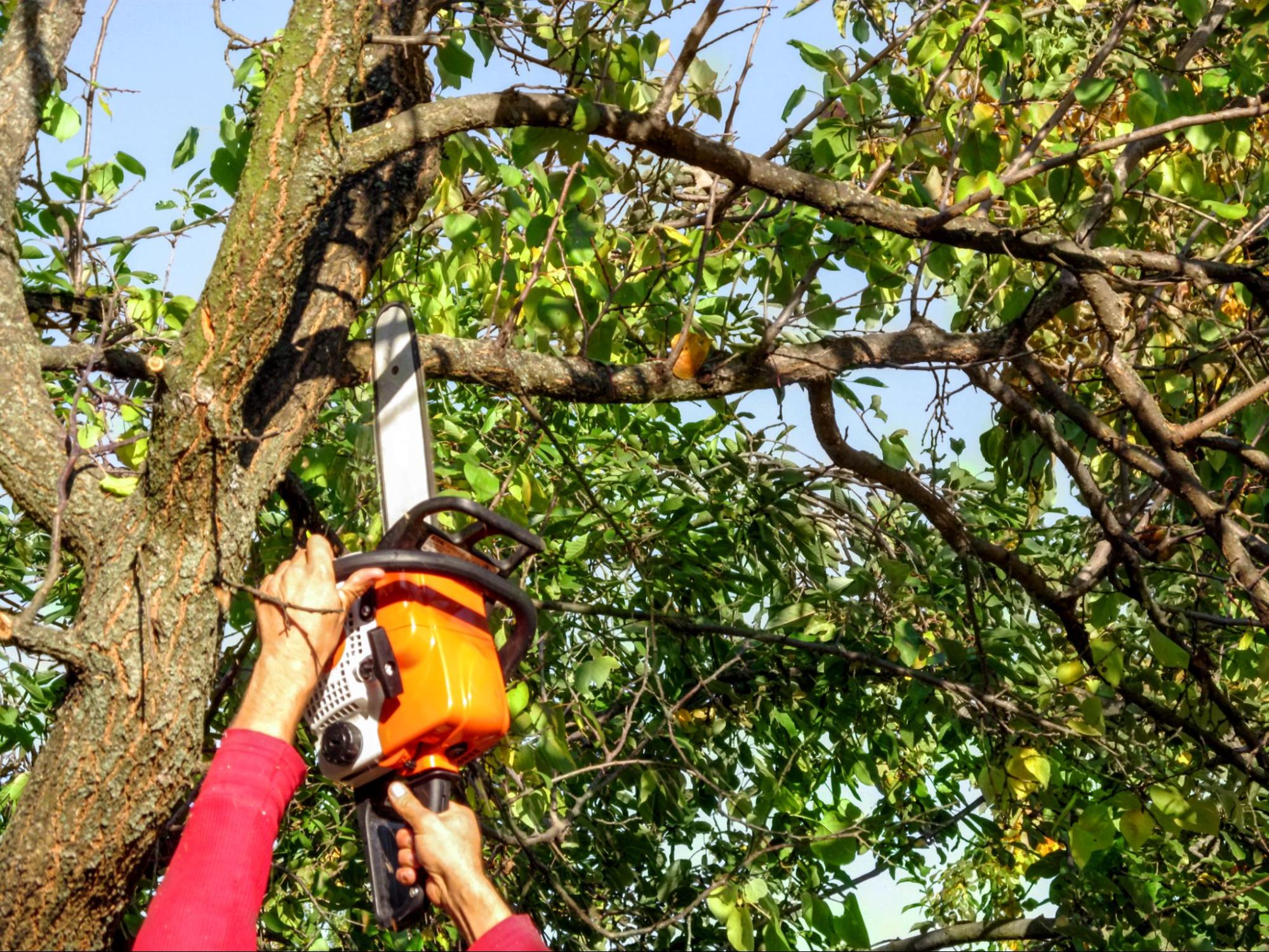 Red’s Tree Service worker in a red long-sleeve shirt holding an orange chainsaw up to a leafy tree limb during a Memphis tree removal service job