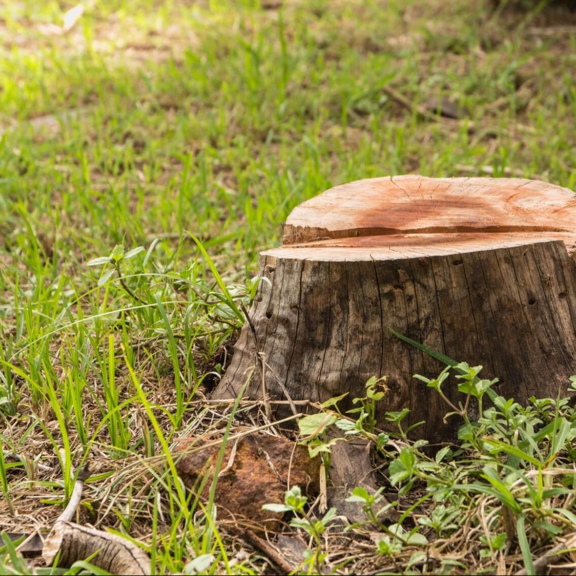 image1 (49) stump & tree removal
